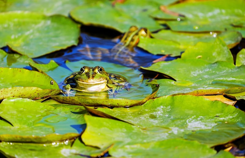 Mermaid Pond