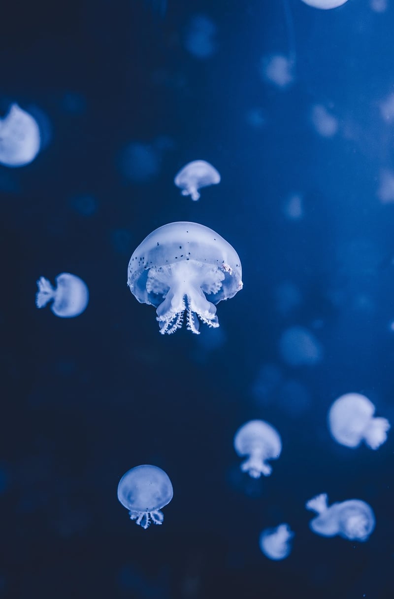 Underwater Treasures