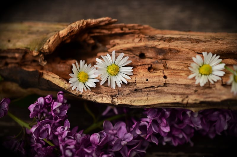 Harmony and Balance